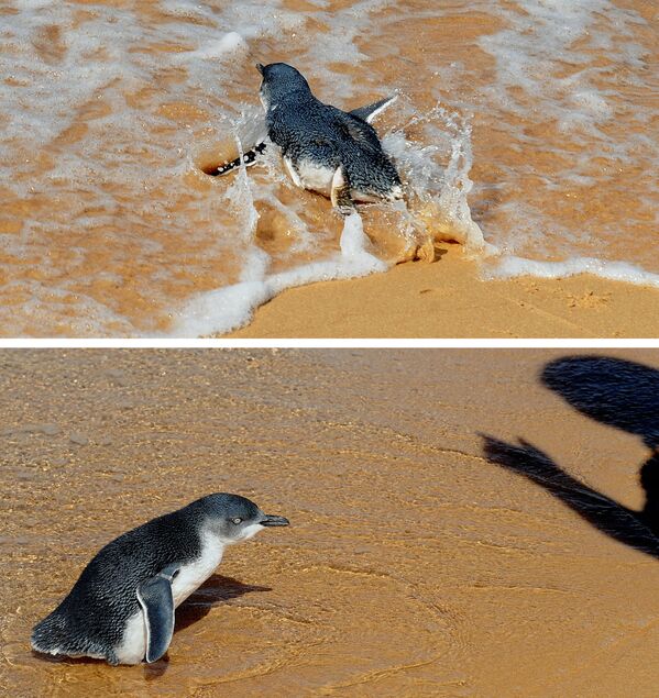 This combo of photos taken on 20 March 2009 shows two &quot;Little Penguins&quot;, &quot;South&quot; (top) racing into the surf and &quot;North&quot; (below) who is unsure where to go, as veterinary nurse Amy Twentyman (shadow at R) attempts to release them into the open ocean near Sydney. The two released penguins just spent time at Sydney&#x27;s Taronga Zoo Wildlife Hospital after being found at different beaches along the New South Wales coastline, with one found stranded in seaweed. Taronga Zoo Wildlife Hospital treats about 30 penguins annually. - Sputnik International