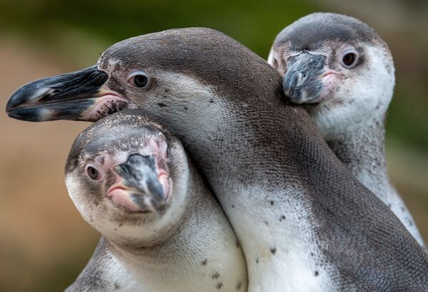 Three penguins stand together in their outdoor enclosure at the Berlin Zoo on 7 March 2019. - Sputnik International