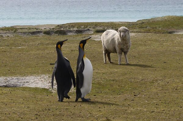 King Penguins and a sheep are seen at Volunteer Point, north of Stanley in the Falkland Islands (Malvinas), a British Overseas Territory in the South Atlantic Ocean on 6 October 2019.  - Sputnik International