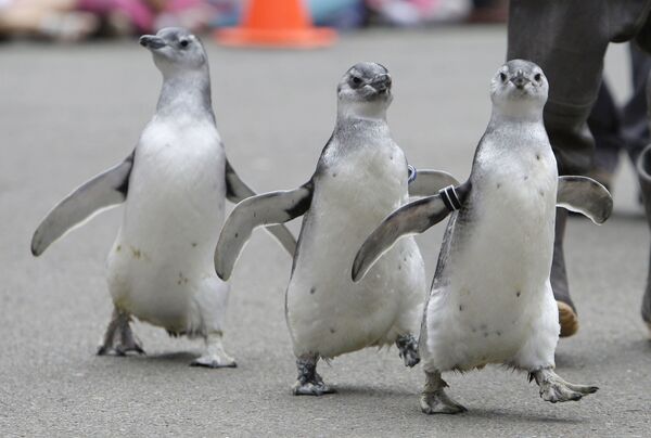 A trio of new adolescent Magellanic Penguins waddle through the San Francisco Zoo to their new home on Penguin Island as part of the zoo&#x27;s annual &quot;March of the Penguins&quot; in San Francisco, Wednesday, 12 August 2009.   - Sputnik International