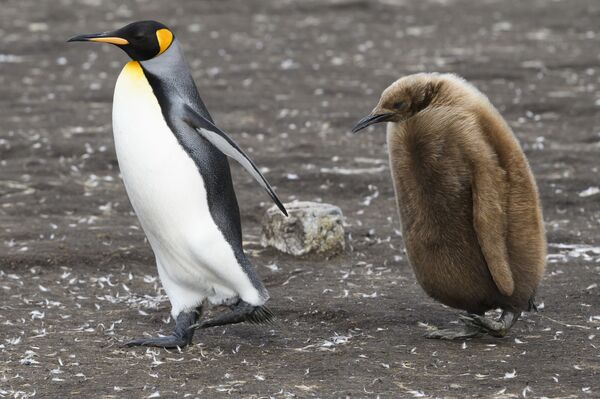 A King Penguin and its chick are seen at Volunteer Point, north of Stanley in the Falkland Islands (Malvinas), a British Overseas Territory in the South Atlantic Ocean, on 6 October 2019. - Sputnik International