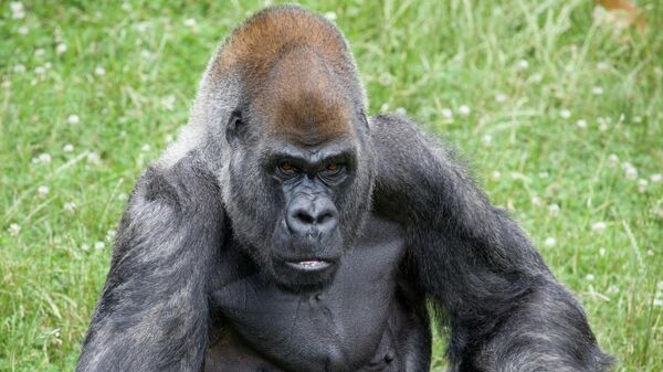 An undated photo of Ozzie the Gorilla at Atlanta Zoo. - Sputnik International