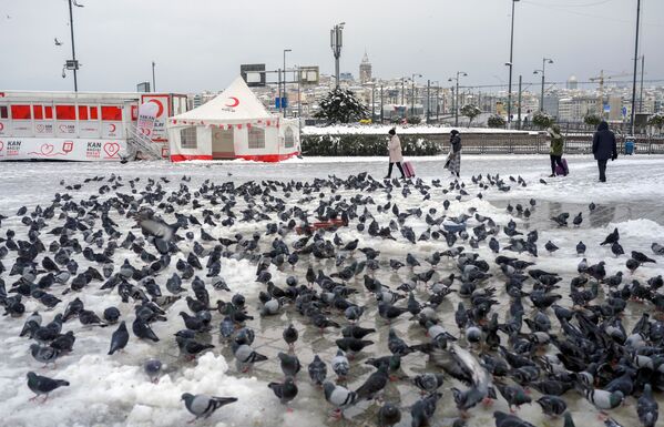 A picture taken in the Eminonu district of Istanbul on 25 January 2022 after a snowstorm showing pigeons waiting to be fed. Istanbul has experienced heavy snowfall, with roads blocked, flights cancelled, and thousands of vehicles stranded on major roads. - Sputnik International