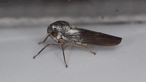The newly discovered leafhopper Phlogis kibalensis - Sputnik International