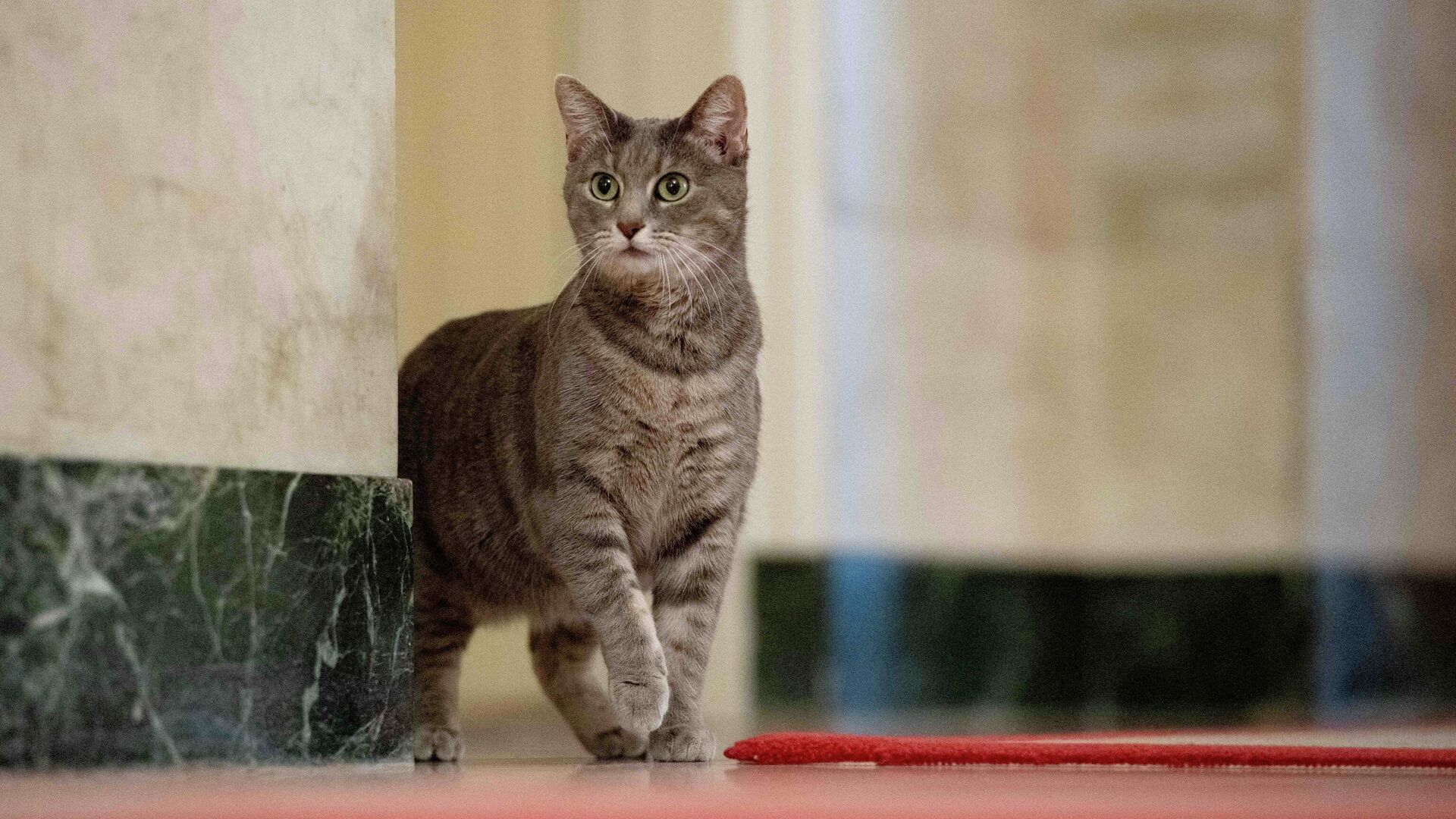 Willow, U.S. President Joe Biden and first lady Jill Biden’s new pet cat, is seen in a White House handout photo as she wanders through the halls of the White House in Washington, U.S., January 27, 2022. Picture taken January 27, 2022. - Sputnik International, 1920, 02.02.2022