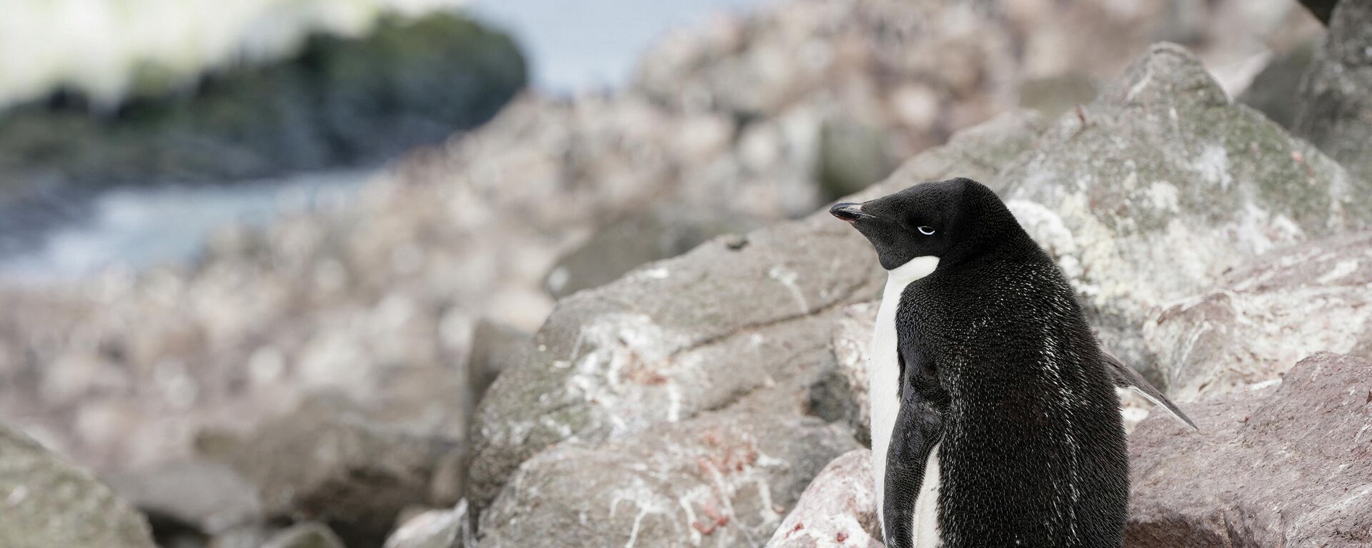 An Adelie penguin stands on a rock as scientists investigate the impact of climate change on Antarctica's penguin populations, on the eastern side of the Antarctic Peninsula, Antarctica, January 16, 2022. Picture taken January 16, 2022.  - Sputnik International, 1920, 14.02.2022