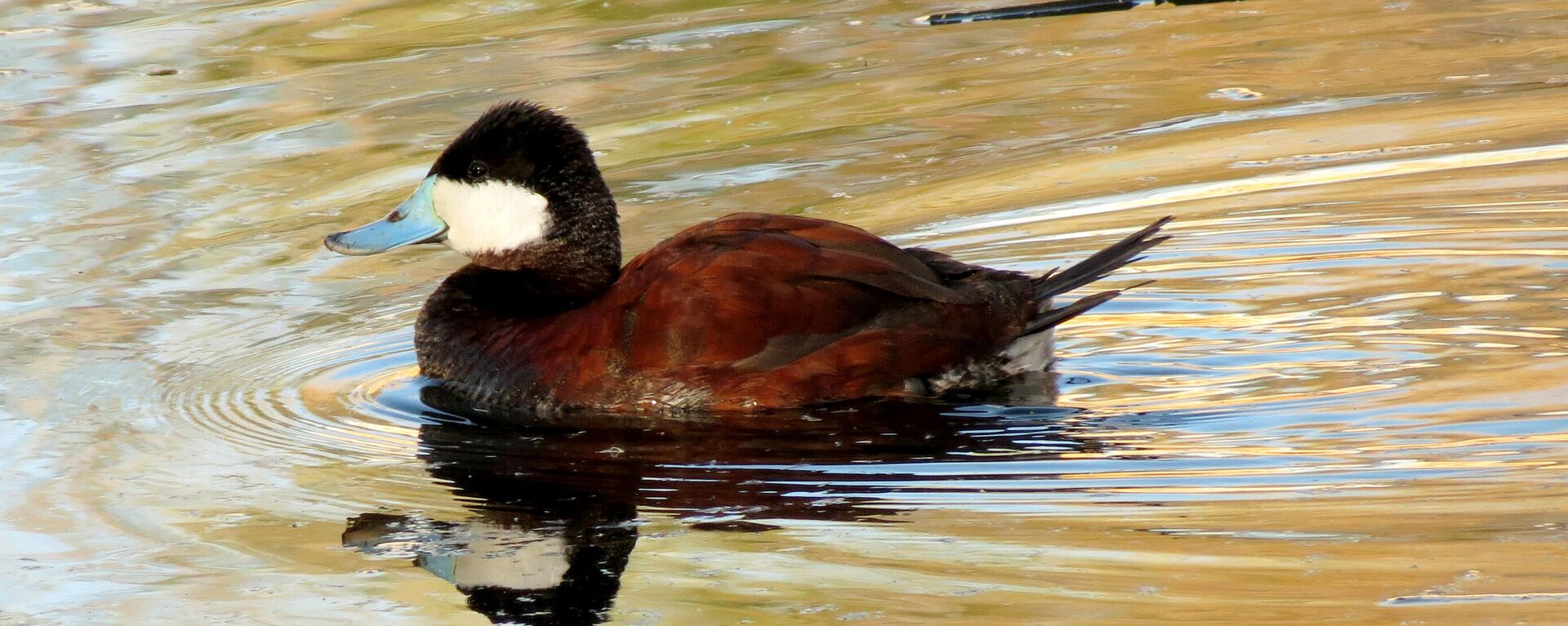 Ruddy Duck - Sputnik International, 1920, 26.01.2023