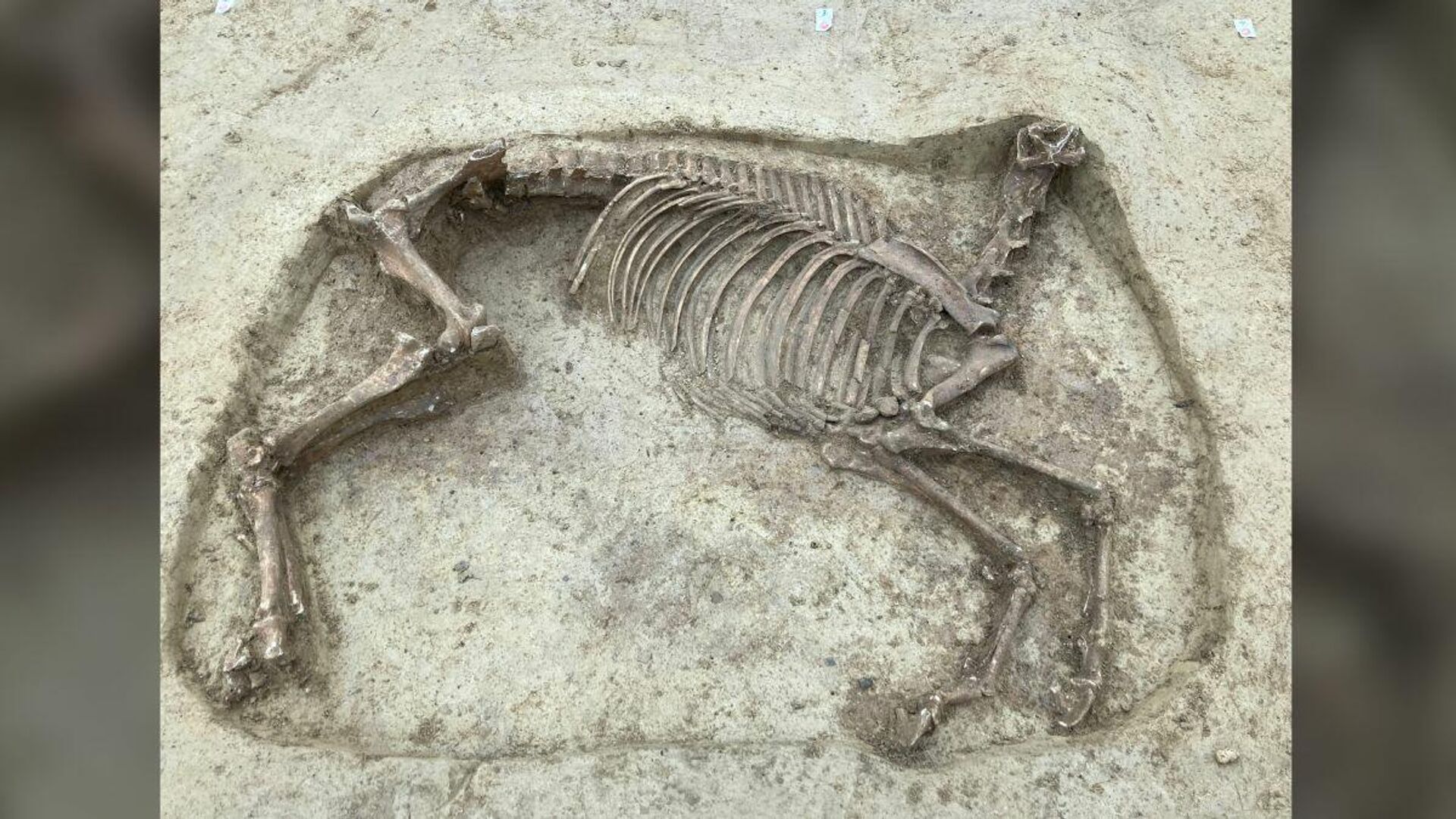  
This decapitated horse, dating back about 1,400 years, was found next to the remains of a male rider - Sputnik International, 1920, 02.02.2022