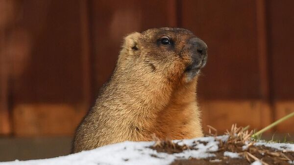 Groundhog at the Moscow Zoo, file photo. - Sputnik International