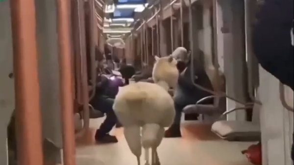 Alpaca in Moscow Metro - Sputnik International