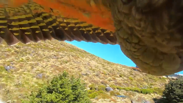 Screenshot from a video filmed by a parrot that stole a GoPro camera from a family hiking in New Zealand's Fiordland National Park - Sputnik International