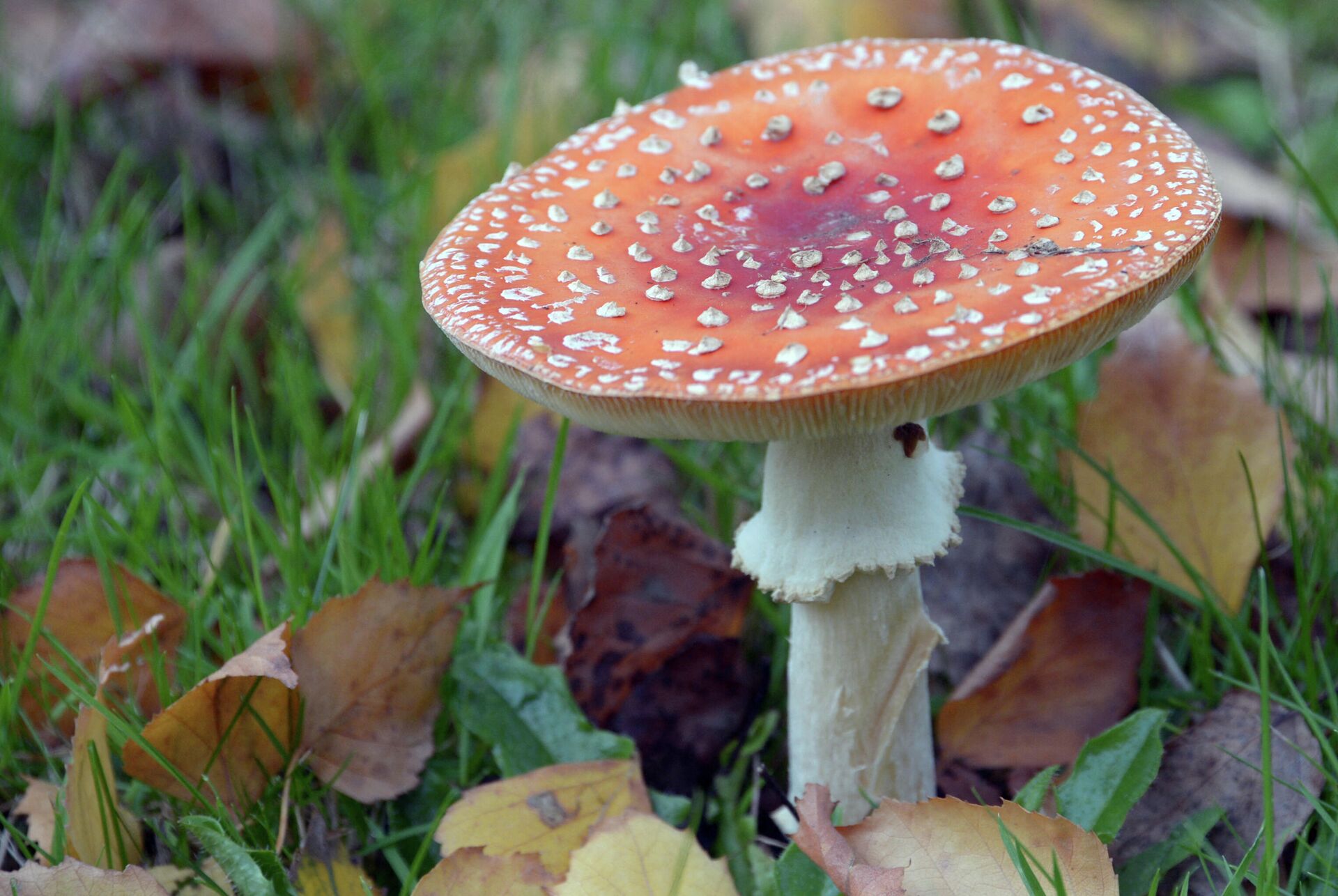 A fly agaric (Amanita muscaria) fungus is one of the most iconic and distinctive of fungi, with its red cap and white spots, is renowned for its toxicity and hallucinogenic properties.  - Sputnik International, 1920, 05.02.2022