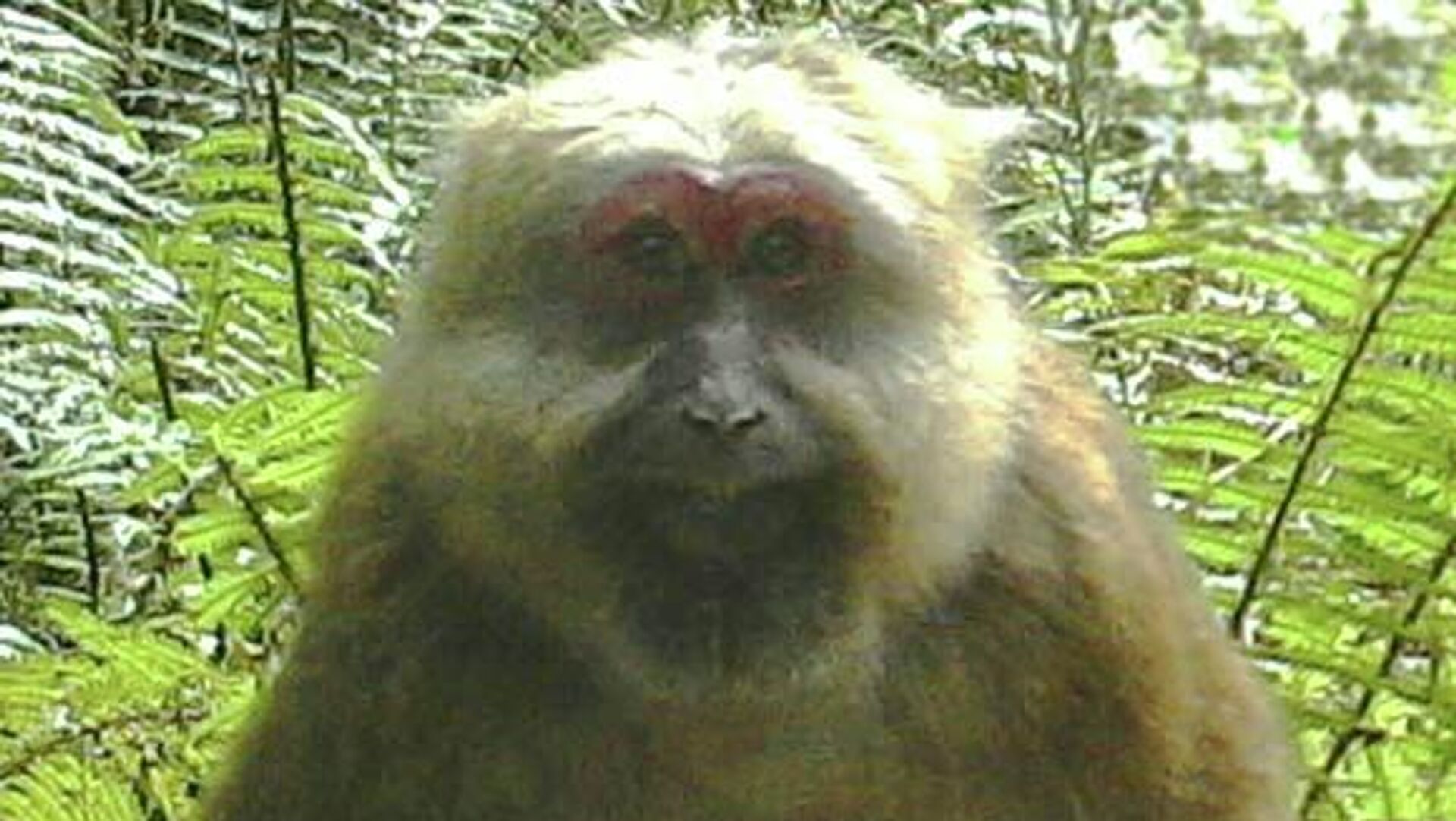 White-cheeked macaque - Sputnik International, 1920, 09.02.2022
