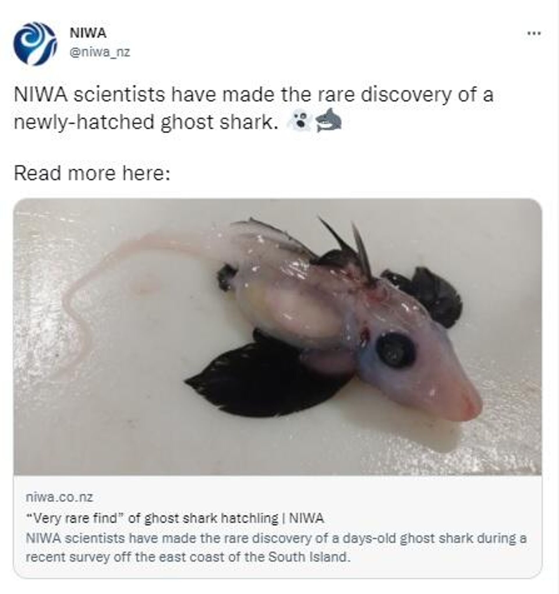 Ghost shark discovered in New Zealand - Sputnik International, 1920, 17.02.2022