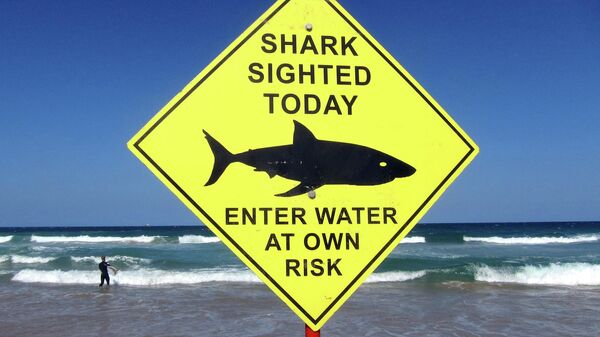 A surfer carries his board into the water next to a sign declaring a shark sighting on Sydney's Manly Beach, Australia, November 24, 2015. - Sputnik International