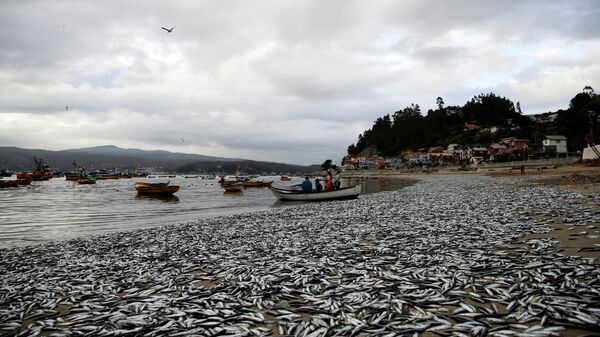 A view of dead anchovies washed up on the shores of the Coliumo beach near Concepcion, Chile February 20, 2022 - Sputnik International