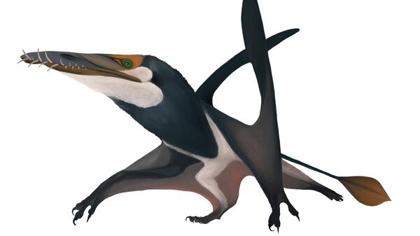 A handout illustration shows the newly identified Jurassic Period flying reptile, or pterosaur, called 'Dearc sgiathanach', whose roughly 170 million-year-old fossil was found on a rocky beach at Scotland's Isle of Skye.    - Sputnik International