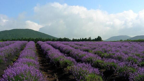 A field of lavender - Sputnik International