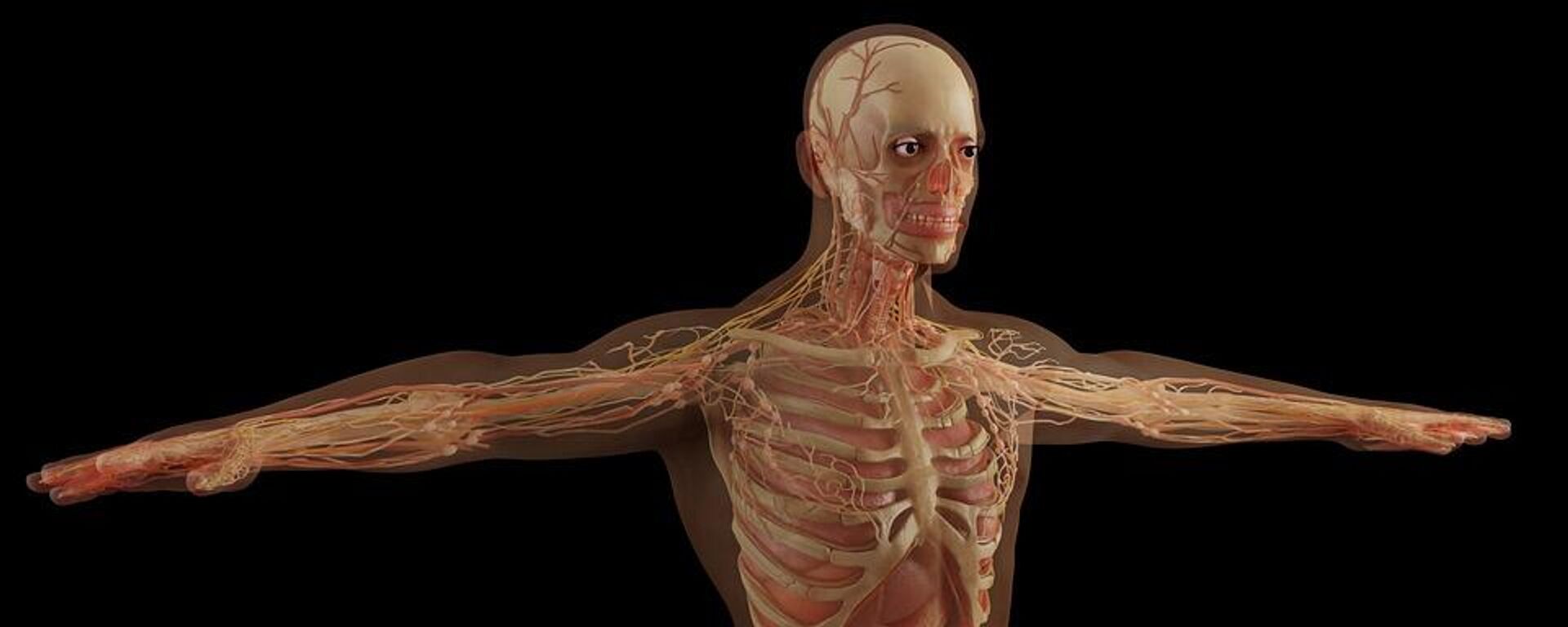 Muscles Skeleton Anatomy Organs Human Organs - Sputnik International, 1920, 01.11.2022