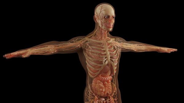 Muscles Skeleton Anatomy Organs Human Organs - Sputnik International