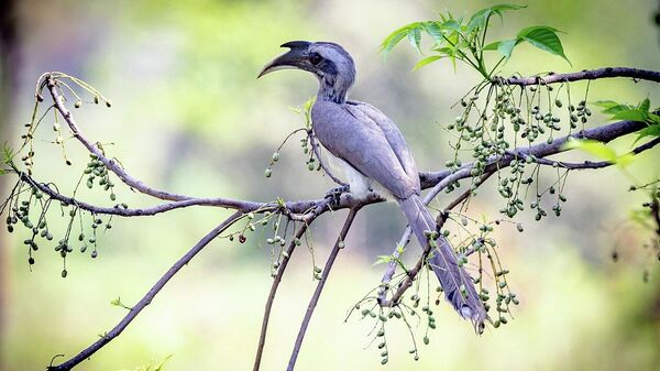 Indian grey hornbill - Sputnik International