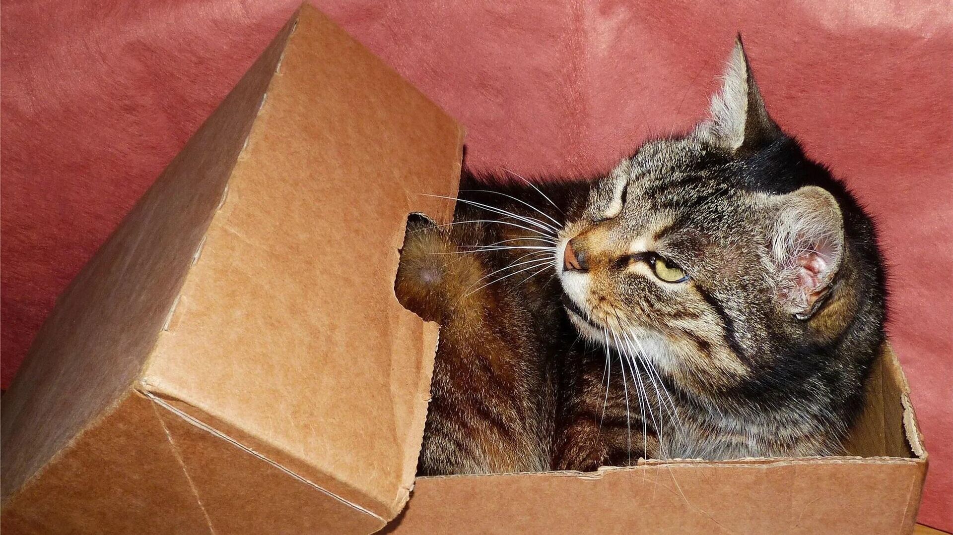  Cat and Box - Sputnik International, 1920, 01.03.2022