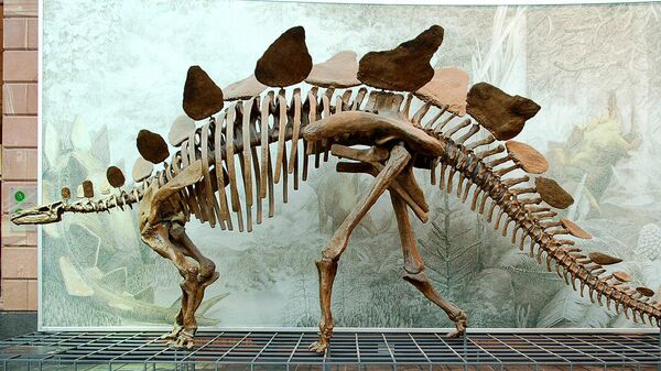 Cast of a Stegosaurus stenops skeleton (AMNH 650) in the Senckenberg Museum in Frankfurt am Main - Sputnik International