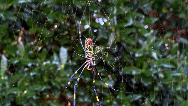 The joro spider, a large spider native to East Asia, is seen in Johns Creek, Ga., on Sunday, Oct. 24, 2021. - Sputnik International