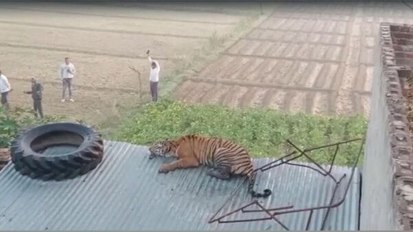 Tiger attack in India's Uttar Pradesh state's Etah district trigger alert among residents in Nagla Samal village      - Sputnik International