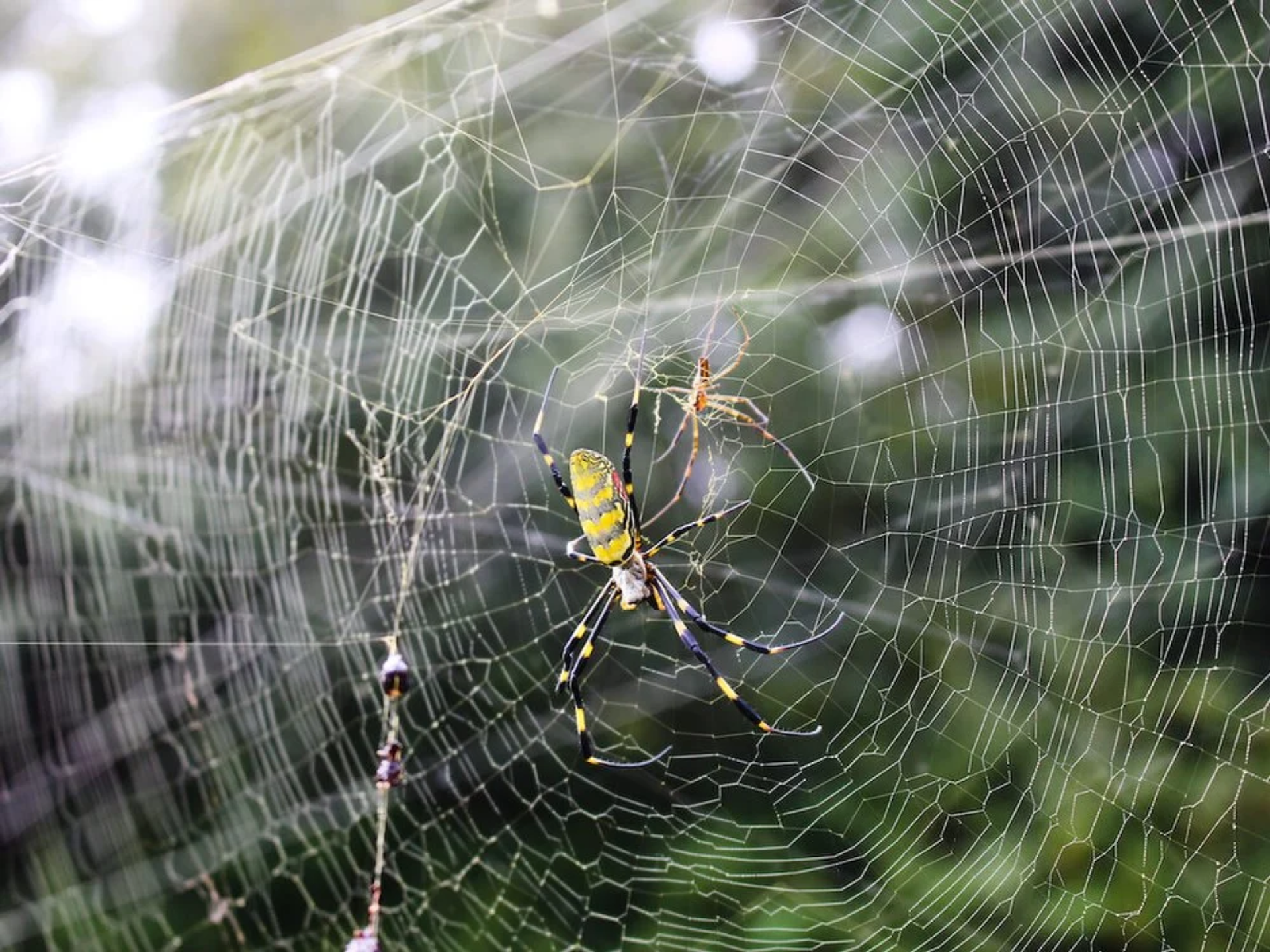 Joro spider web - Sputnik International, 1920, 09.03.2022