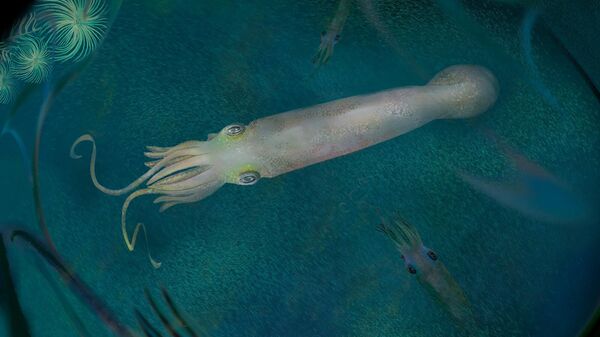 Artistic reconstruction of the cephalopod species Syllipsimopodi bideni, whose fossil was discovered in Montana, inhabiting a marine environment beneath a tropical bay 328 million year old during the Carboniferous Period - Sputnik International
