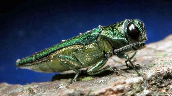 ADVANCE FOR MONDAY FEB. 20 AND THEREAFTER In an undated photo provided by the Minnesota Department of Natural Resources, an adult emerald ash borer is shown. The highly destructive insects which kill ash trees are metallic green and about 1/2-inch long - Sputnik International