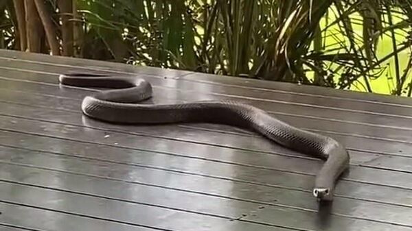 Deadly Australian Snake Knocking on Door to Enter House After Floods Wash Out Its Habitat - Sputnik International