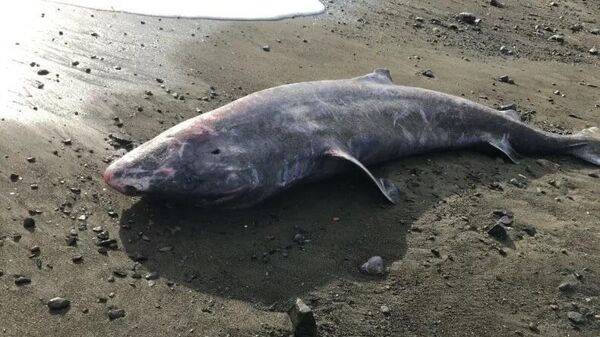 A Greenland shark lies stranded on a Cornwall beach. Rosie Woodroffe, a biologist at the Zoological Society London Institute of Zoology found the shark dead on Newlyn beach in Cornwall, England - Sputnik International