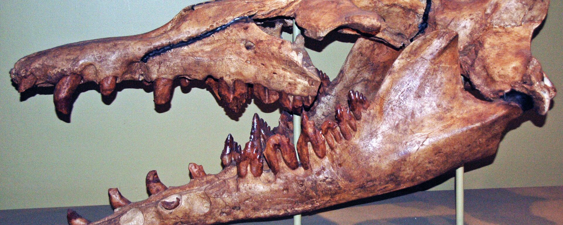 Basilosaurus sp. (fossil whale) (Eocene; Egypt) 1 - Sputnik International, 1920, 20.03.2022