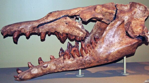Basilosaurus sp. (fossil whale) (Eocene; Egypt) 1 - Sputnik International