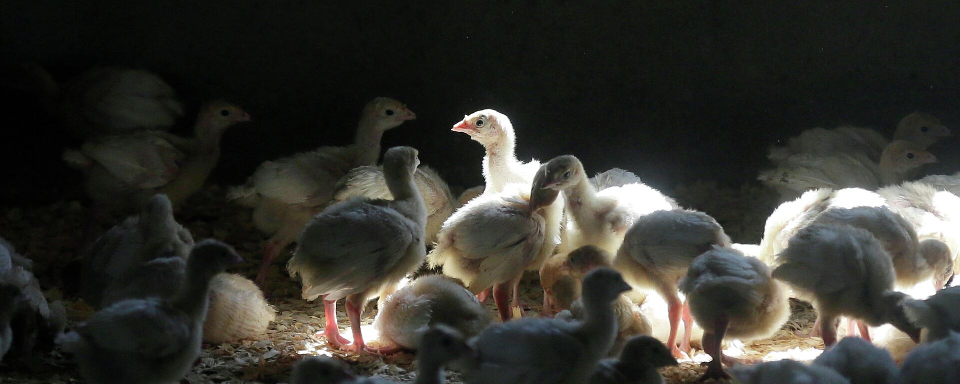 A flock of young turkeys stand in a barn at the Moline family turkey farm after the Mason, Iowa farm was restocked on Aug. 10, 2015. Farms that raise turkeys and chickens for meat and eggs are on high alert, fearing a repeat of a widespread bird flu outbreak in 2015 that killed 50 million birds across 15 states and cost the federal government nearly $1 billion. The new fear is driven by the discovery announced Feb. 9, 2022, of the virus infecting a commercial turkey flock in Indiana. - Sputnik International, 1920, 11.10.2023