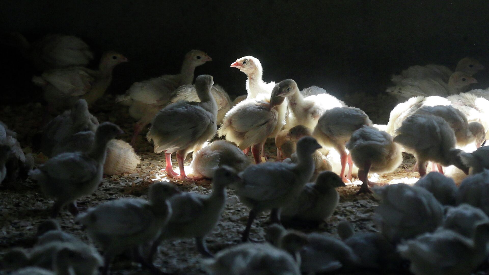 A flock of young turkeys stand in a barn at the Moline family turkey farm after the Mason, Iowa farm was restocked on Aug. 10, 2015. Farms that raise turkeys and chickens for meat and eggs are on high alert, fearing a repeat of a widespread bird flu outbreak in 2015 that killed 50 million birds across 15 states and cost the federal government nearly $1 billion. The new fear is driven by the discovery announced Feb. 9, 2022, of the virus infecting a commercial turkey flock in Indiana. - Sputnik International, 1920, 31.03.2023