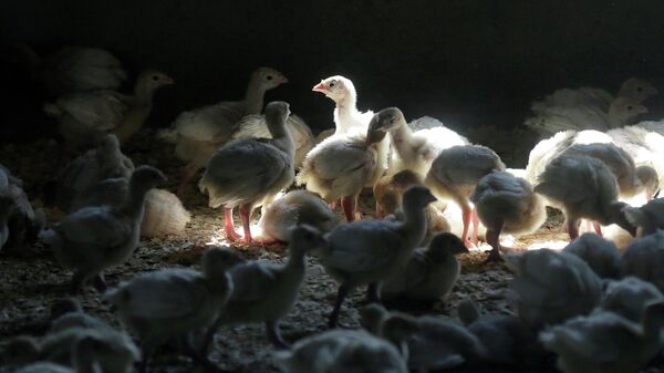A flock of young turkeys stand in a barn at the Moline family turkey farm after the Mason, Iowa farm was restocked on Aug. 10, 2015. Farms that raise turkeys and chickens for meat and eggs are on high alert, fearing a repeat of a widespread bird flu outbreak in 2015 that killed 50 million birds across 15 states and cost the federal government nearly $1 billion. The new fear is driven by the discovery announced Feb. 9, 2022, of the virus infecting a commercial turkey flock in Indiana. - Sputnik International