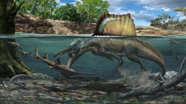 An illustration shows the Cretaceous period dinosaur Spinosaurus hunting a large fish called Onchopristis, which superficially resembles a modern sawfish, in a North African ecosystem, in this undated handout illustration - Sputnik International