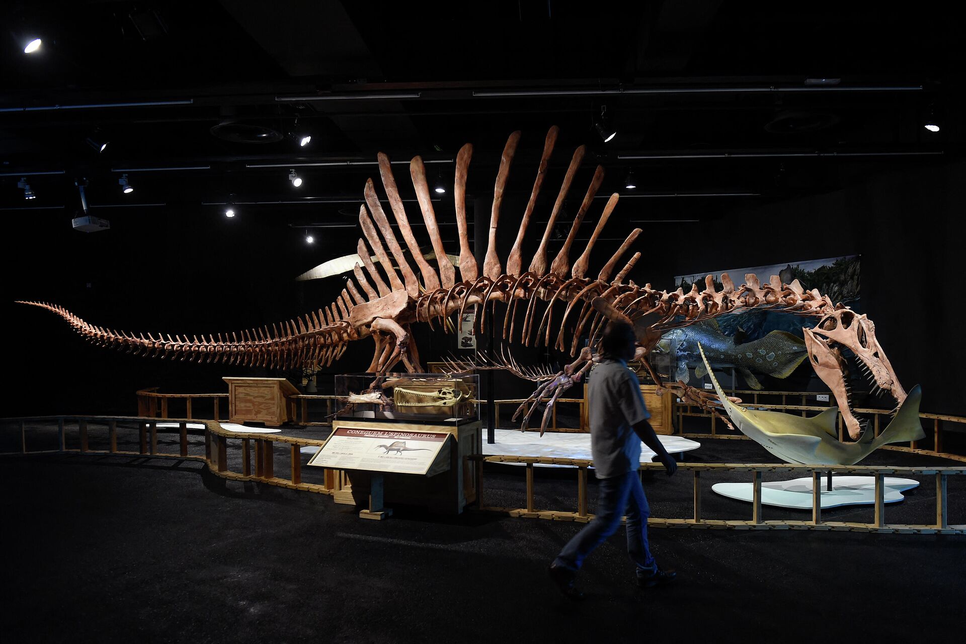 A visitor walks in front to a life-sized skeleton model of a Spinosaurus on display during a preview of the Spinosaurus temporary exhibition at the Museum of Natural Sciences in Barcelona on July 12, 2016 - Sputnik International, 1920, 24.03.2022