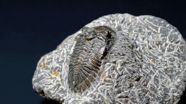 Trilobite fossil - Sputnik International