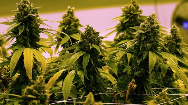 A cannibis plant that is close to harvest grows in a grow room at the Greenleaf Medical Cannabis facility in Richmond, Va., June 17, 2021. - Sputnik International