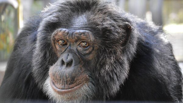 This 2016 image courtesy of the Center for Great Apes (CGA) in Wauchula, Florida, shows 37-year-old Bubbles, who once was the favorite pet chimpanzee for the world-famous pop singer Michael Jackson, in his habitat at CGA. - One of them worked alongside Clint Eastwood, others acted in the remake of sci-fi classic Planet of the Apes, while yet another was the darling favorite of Michael Jackson.
They are the 53 chimpanzees and orangutans who live in safety in a unique sanctuary in central Florida.
All of these great apes were raised by humans and lack the basic survival skills to ever live in the wild. They do not know how to gather food, and the mothers would be incapable of caring for their offspring.
For that reason, they had no other place to go when Hollywood or scientific research labs had no more use for them, or when they grew too big and powerful for their celebrity owners to continue caring for them. The lucky ones make the final journey to this oasis, officially known as the Center for Great Apes (CGA) in Florida, in the southeastern US.  - Sputnik International
