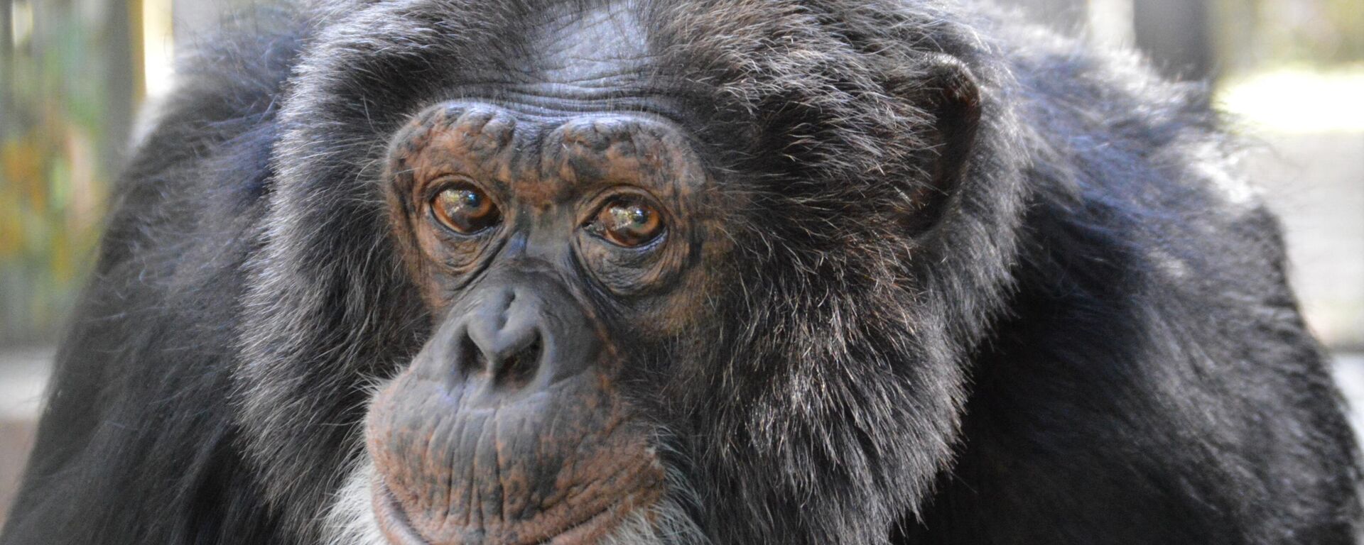 This 2016 image courtesy of the Center for Great Apes (CGA) in Wauchula, Florida, shows 37-year-old Bubbles, who once was the favorite pet chimpanzee for the world-famous pop singer Michael Jackson, in his habitat at CGA. - One of them worked alongside Clint Eastwood, others acted in the remake of sci-fi classic Planet of the Apes, while yet another was the darling favorite of Michael Jackson.
They are the 53 chimpanzees and orangutans who live in safety in a unique sanctuary in central Florida.
All of these great apes were raised by humans and lack the basic survival skills to ever live in the wild. They do not know how to gather food, and the mothers would be incapable of caring for their offspring.
For that reason, they had no other place to go when Hollywood or scientific research labs had no more use for them, or when they grew too big and powerful for their celebrity owners to continue caring for them. The lucky ones make the final journey to this oasis, officially known as the Center for Great Apes (CGA) in Florida, in the southeastern US.  - Sputnik International, 1920, 30.04.2022