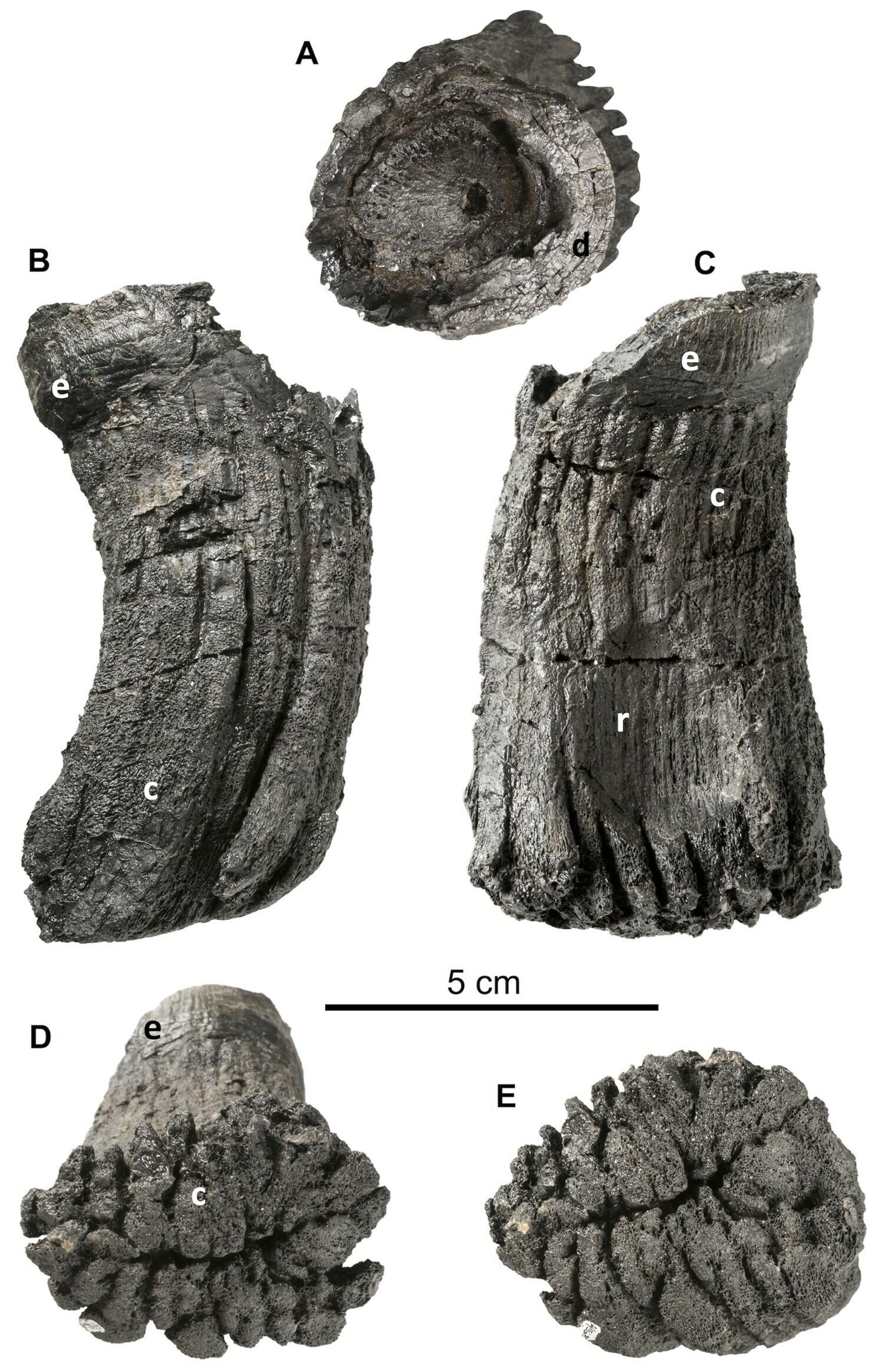 Ichthyosauria indet., tooth lacking most of the crown, PIMUZ A/III 670, Rhaetian Schesaplana Member, Kössen Formation, Crachenhorn Mountain, Davos-Monstein, Grisons, Switzerland. A, apical view; B, mesial or distal view; C, lingual view; D, oblique basal; E, basal view. Abbreviations: c, cementum; d, dentin; e, enamel; r, resorption pit. - Sputnik International, 1920, 01.05.2022
