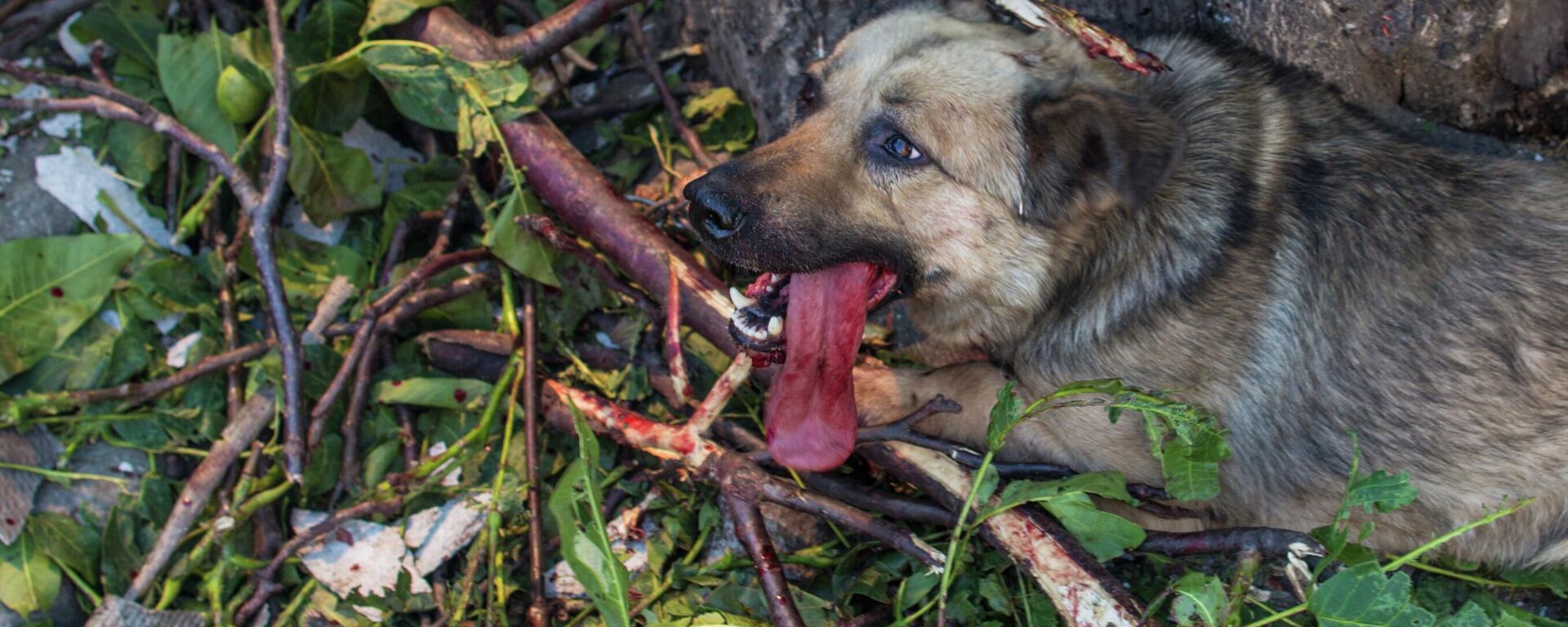 A wounded dog in one of the courtyards of the village of Cherevkovka near Slavyansk, which suffered from massive artillery shelling. - Sputnik International, 1920, 03.05.2022