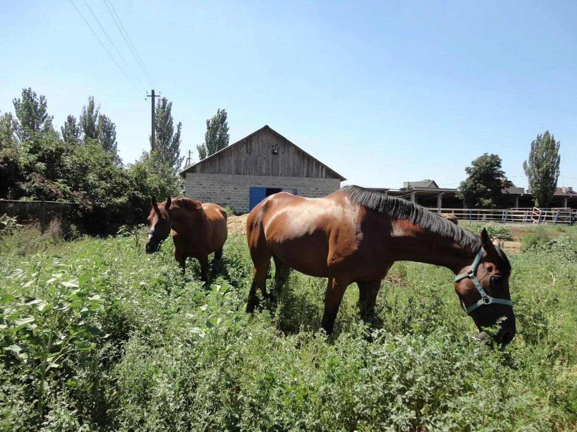 Rescued horses in Makeyevka. - Sputnik International, 1920, 03.05.2022