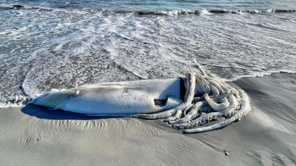 A huge squid was found on Long Beach in Kommetjie, South Africa - Sputnik International