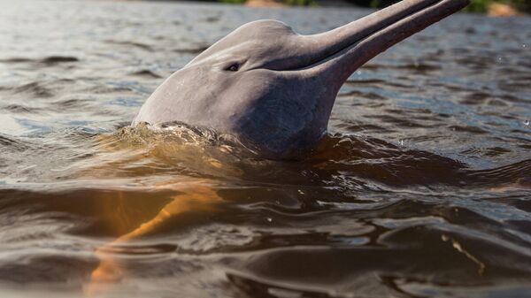 A river dolphin. File photo  - Sputnik International